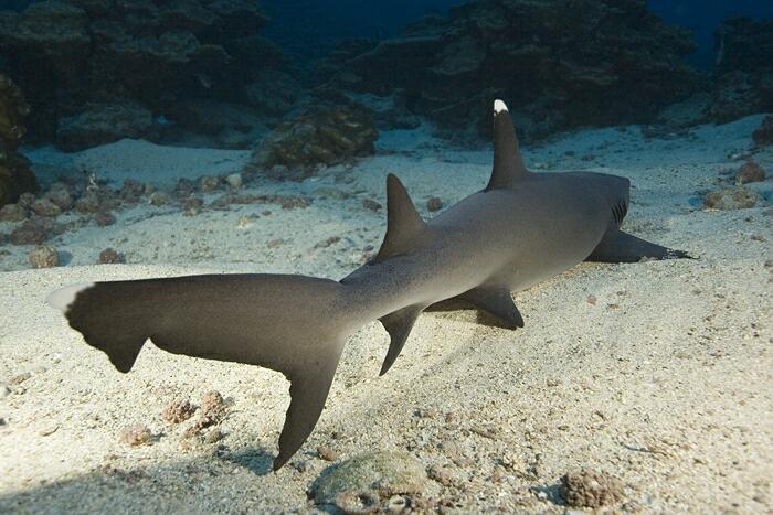 requin pointe blanche blog plongee