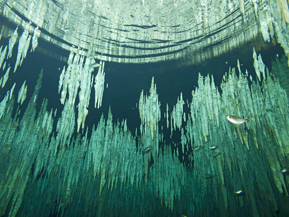 Dreamgate, un cenote pour plongeur plus expérimenté