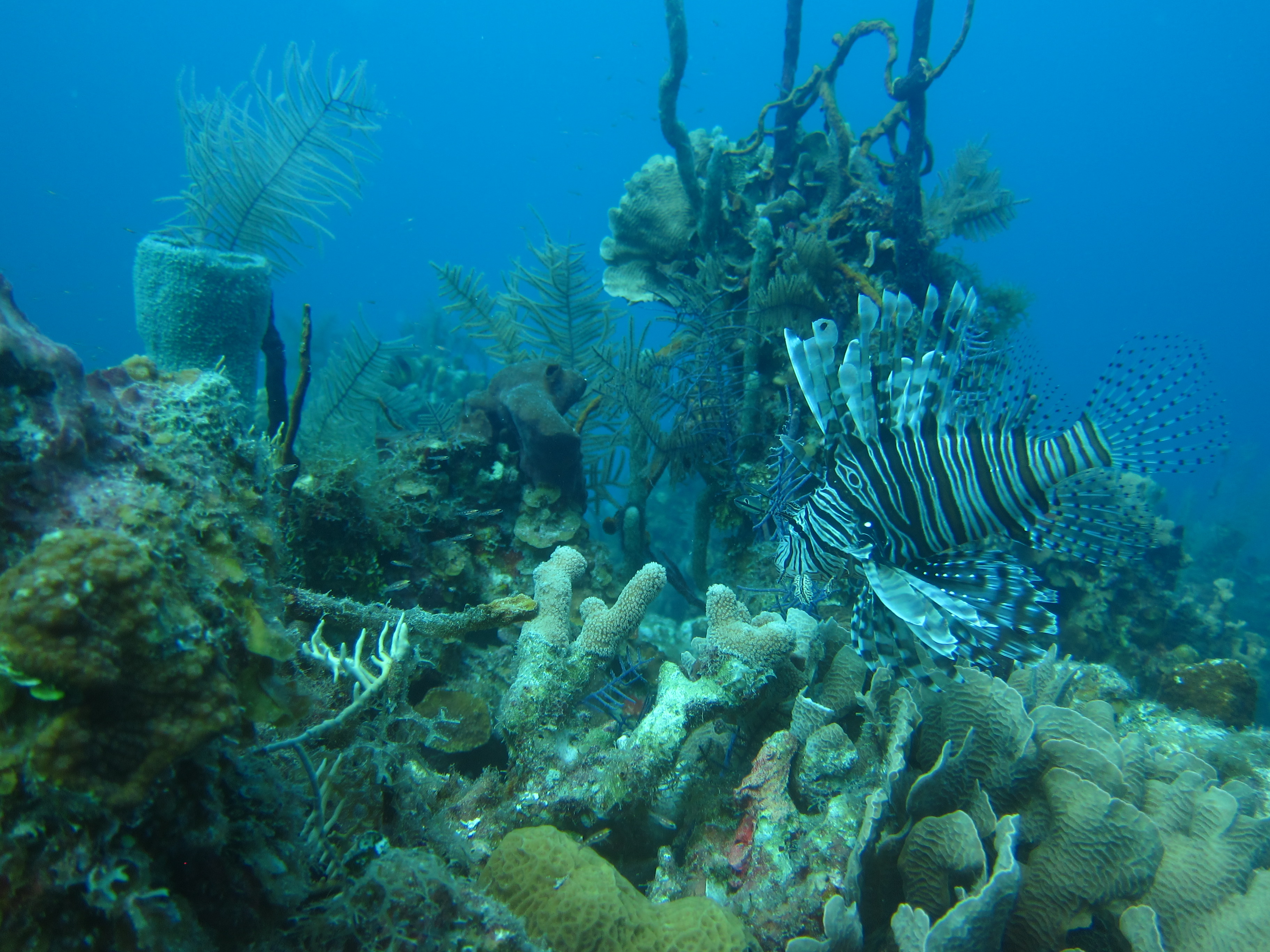 Portrait d’un nouveau Divemaster
