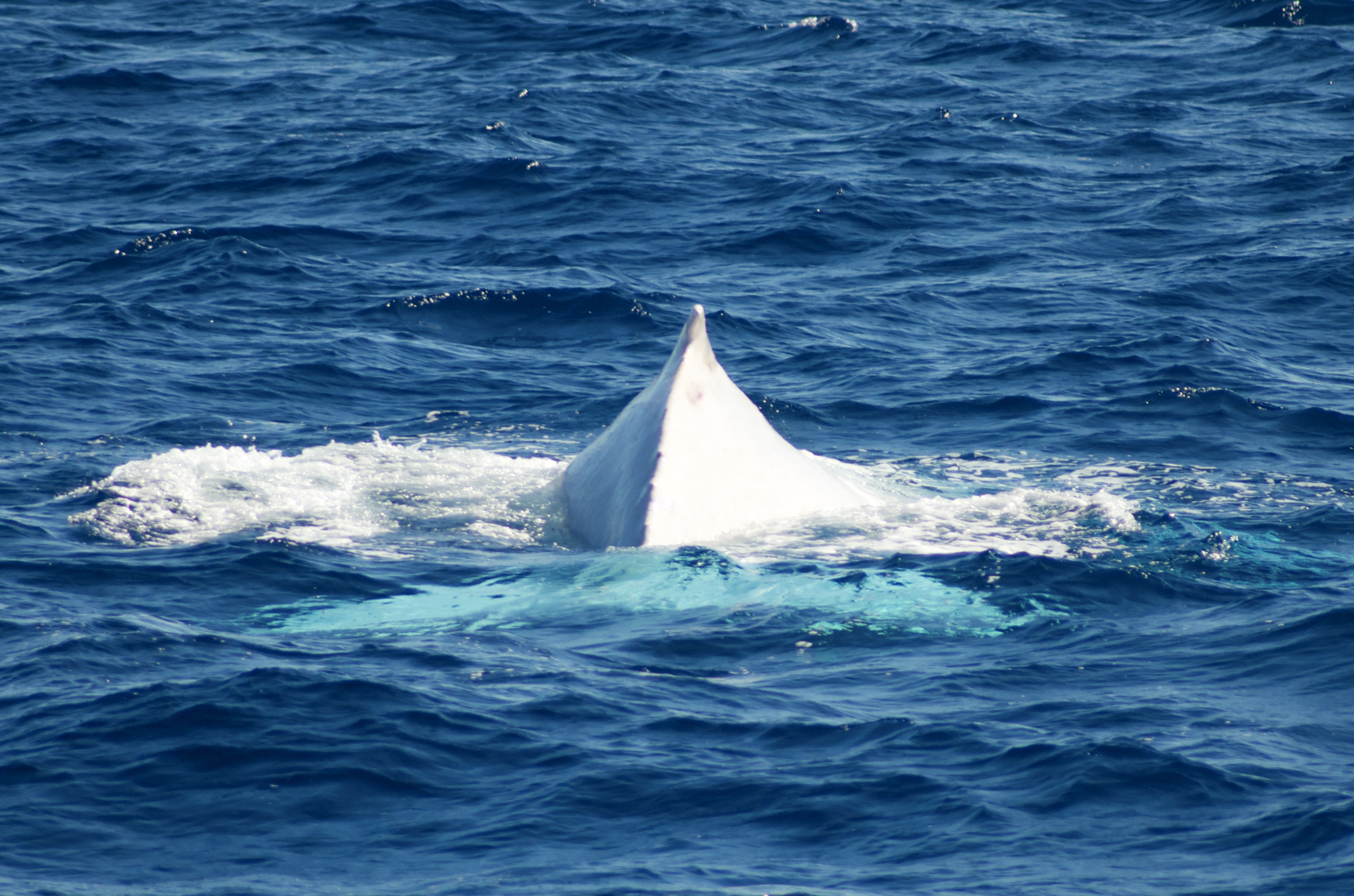 Migaloo, petit fils de Moby Dick