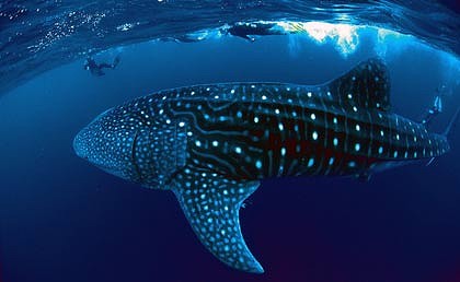 Voyager à Exmouth, en Australie, pour découvrir des animaux incroyables