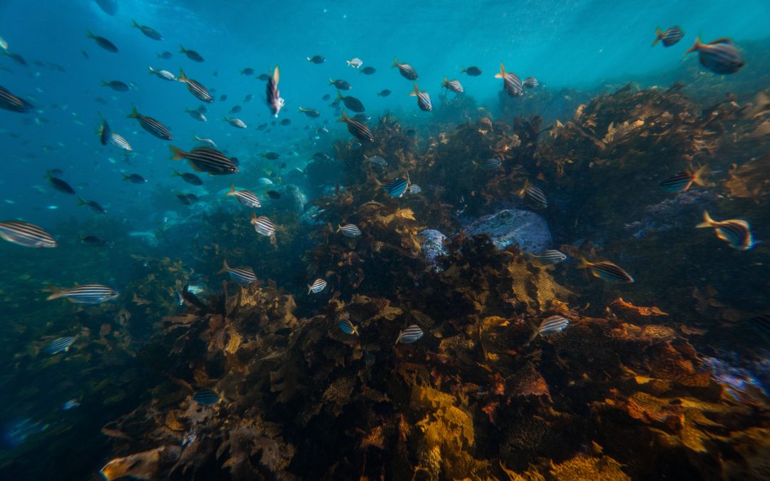 Plonger en Martinique : spots de rêve pour plongeurs en quêtes d’aventures