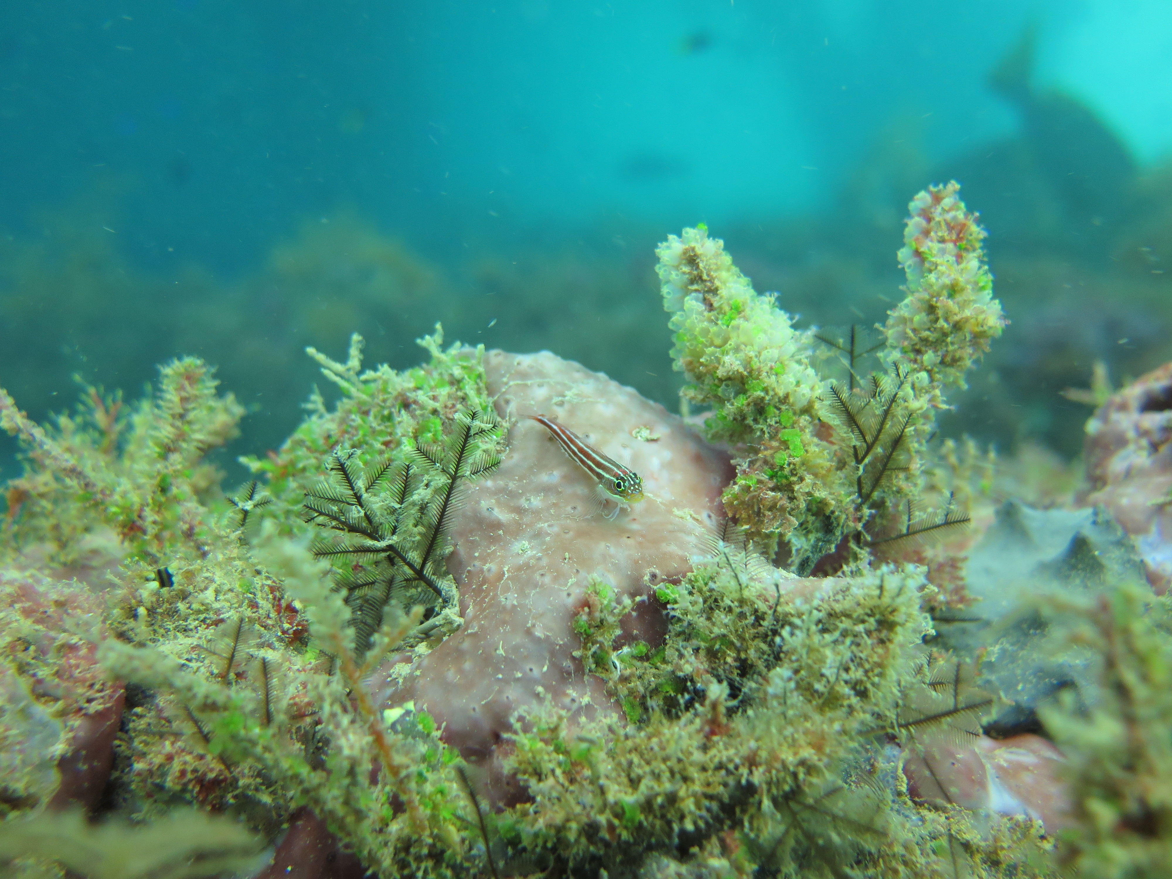La vie secrète du corail