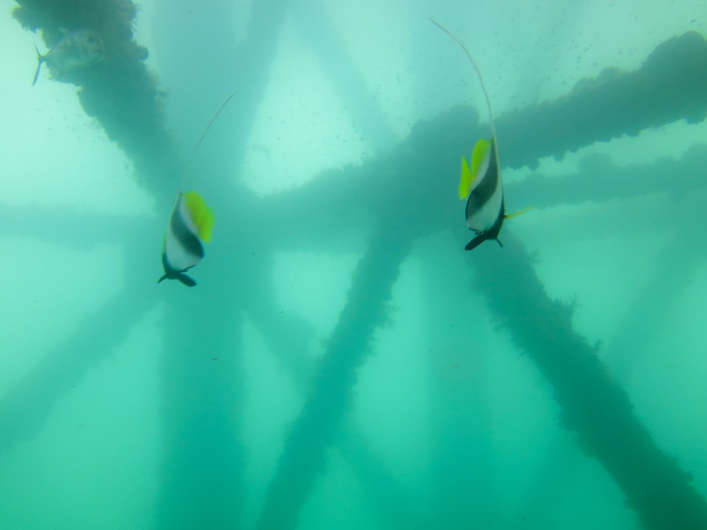 blog plongee photo navy pier australie