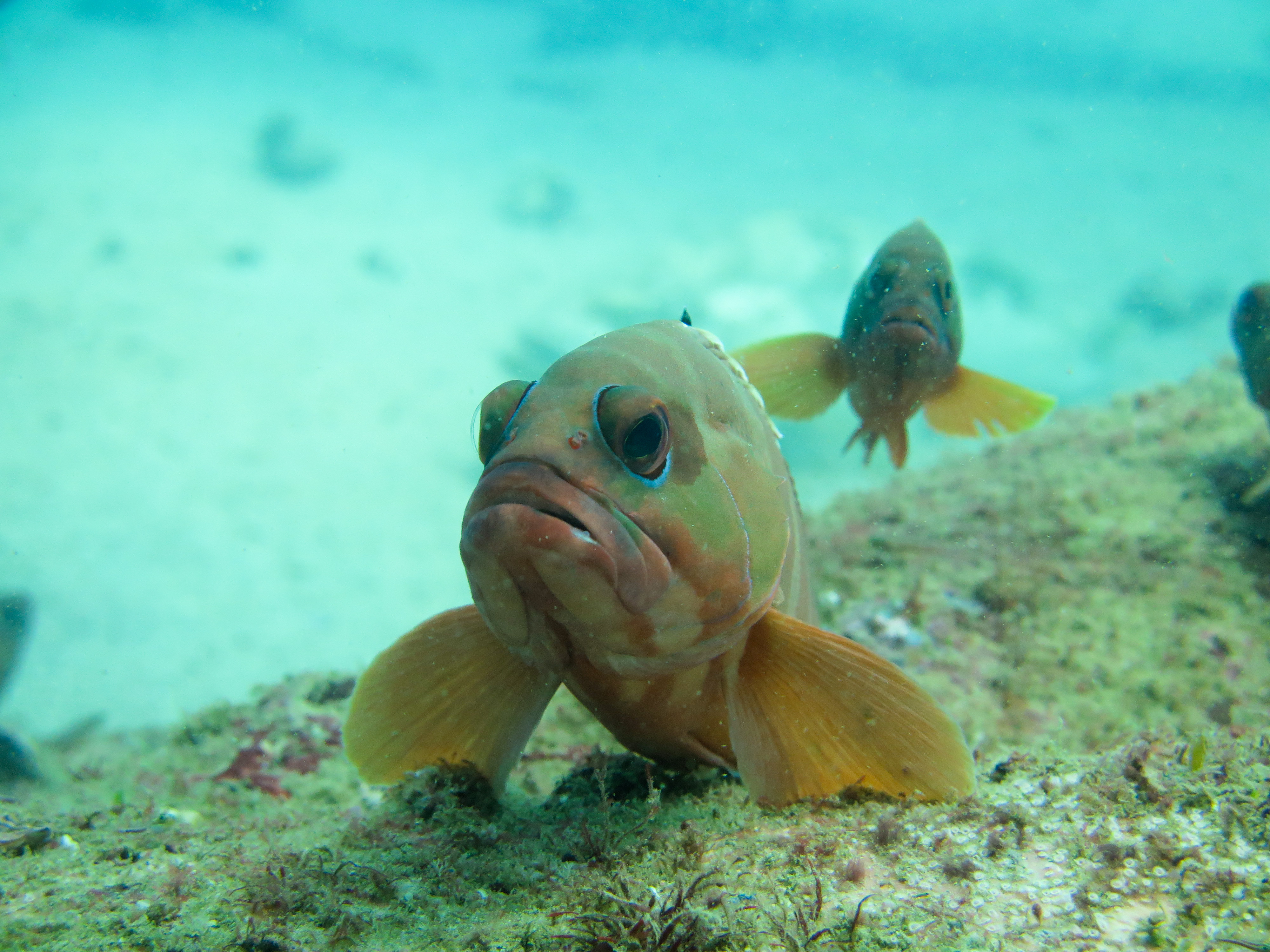 Débuter la photographie sous-marine : Un tutoriel complet pour les plongeurs débutants