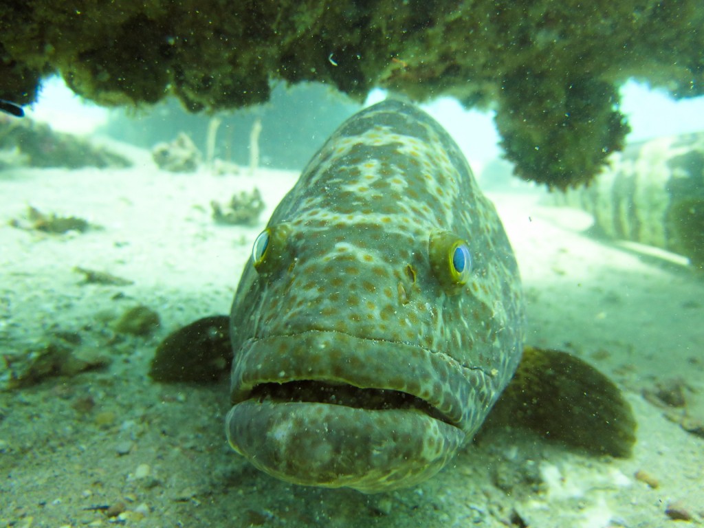 blog plongee photo navy pier australie