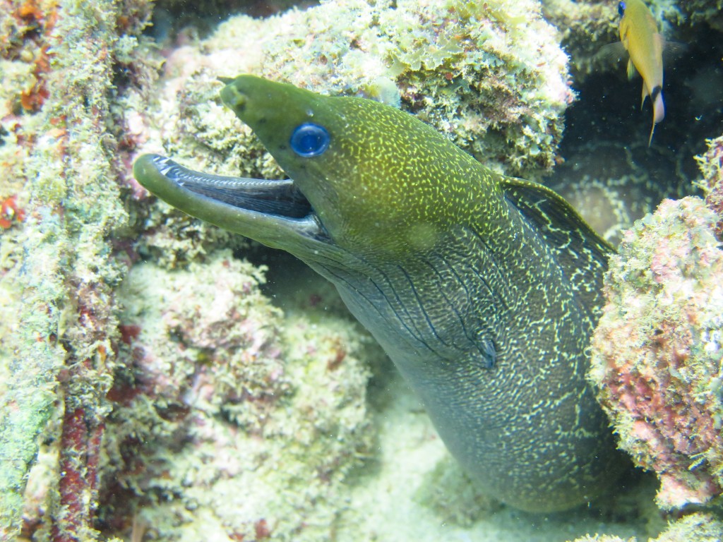 blog plongee photo navy pier australie