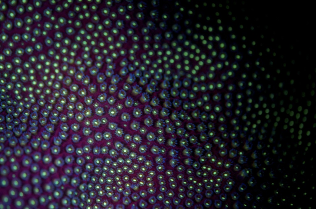 blog plongee photo bioluminescence