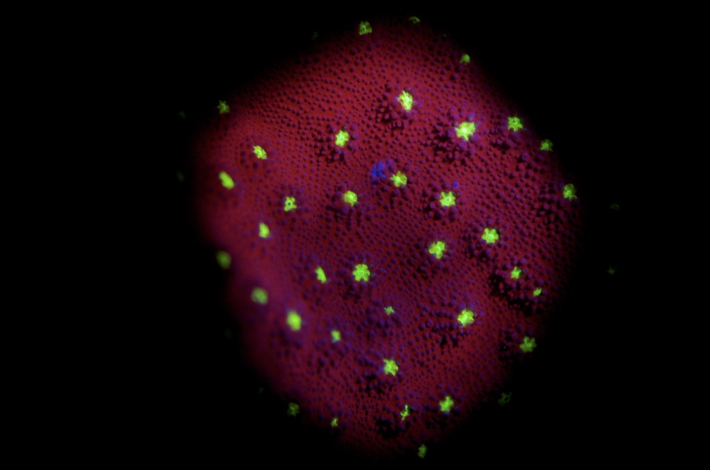 blog plongee photo bioluminescence