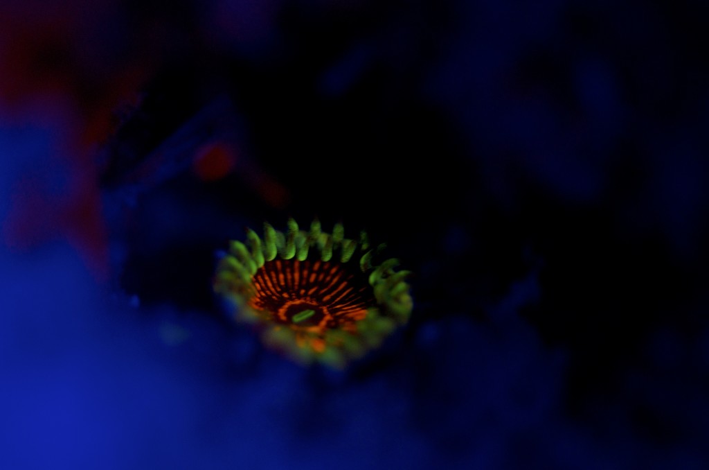 blog plongee photo bioluminescence