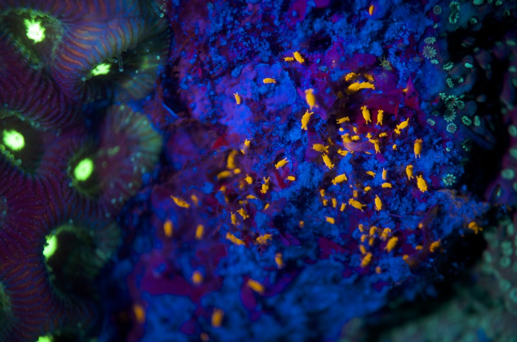 blog plongee photo bioluminescence