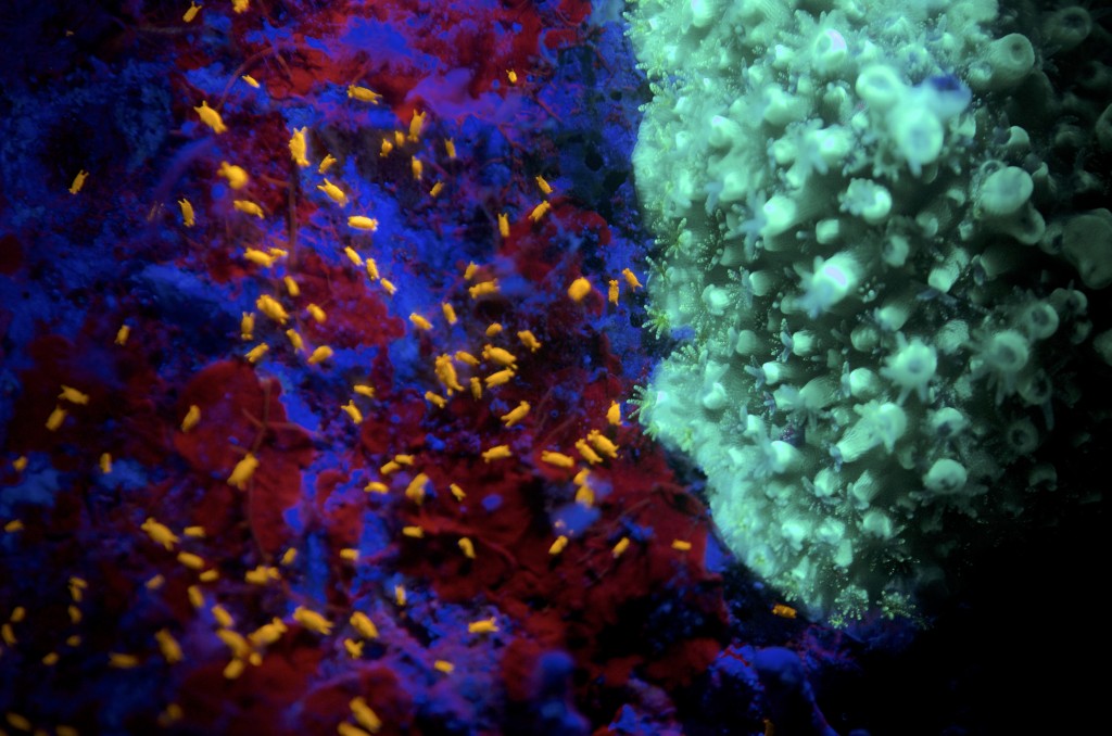 blog plongee photo bioluminescence