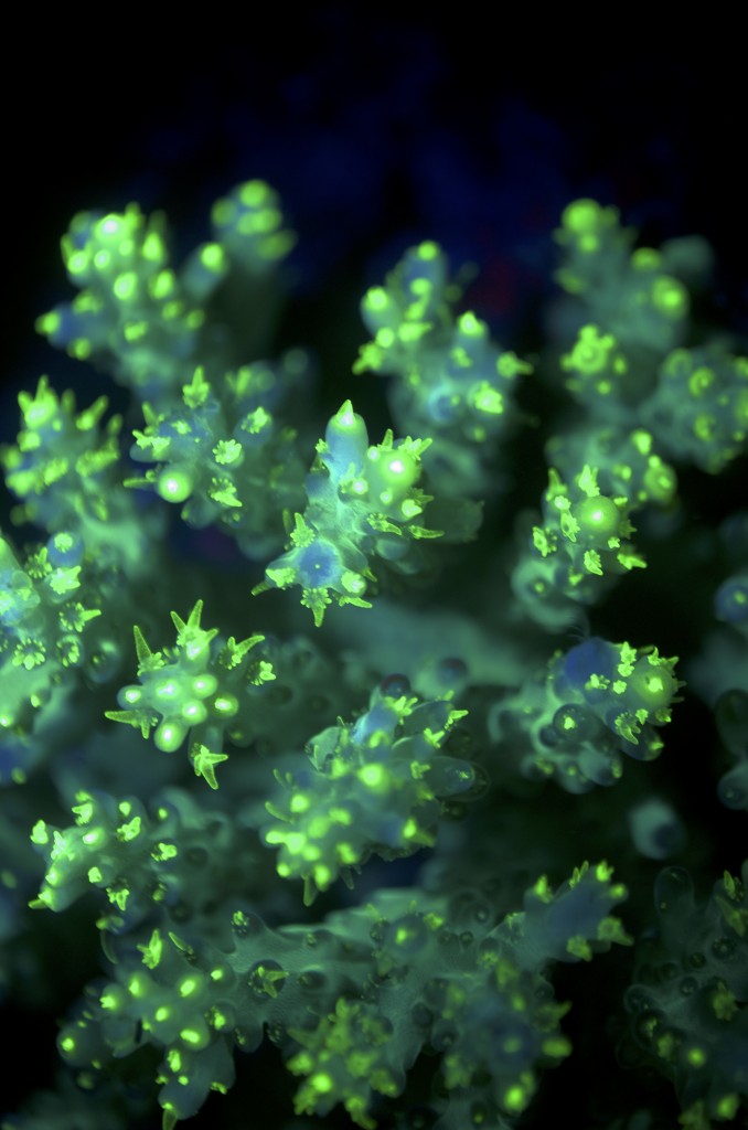 blog plongee photo bioluminescence