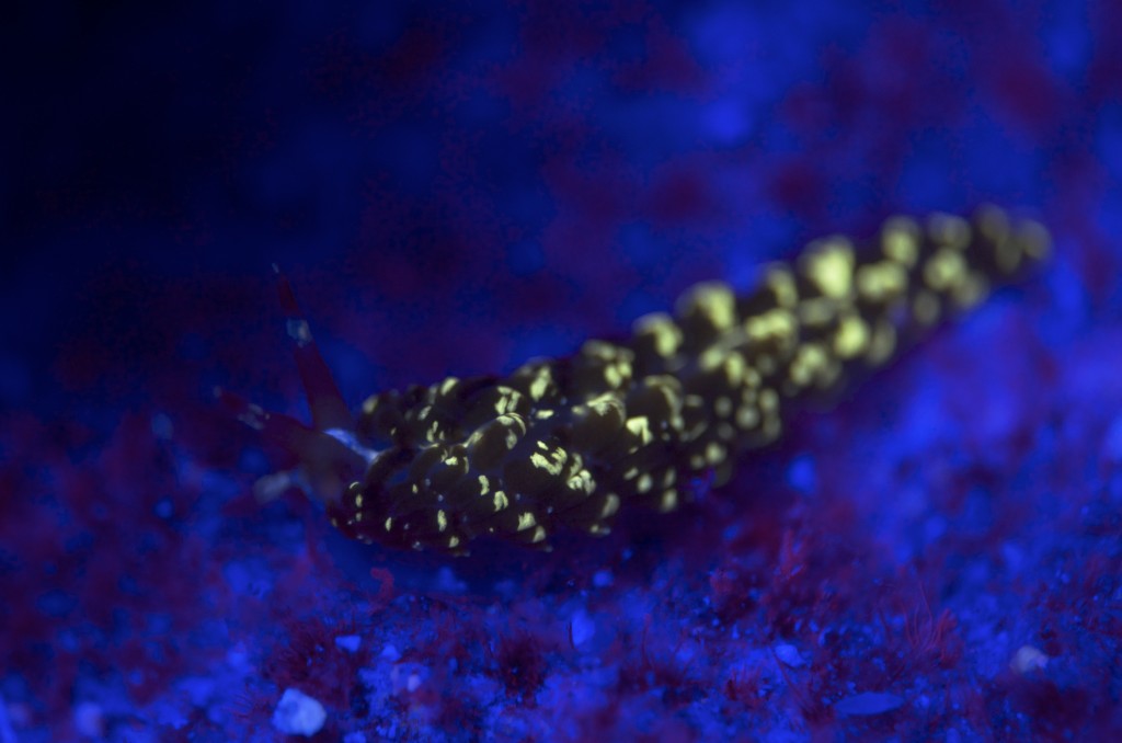 blog plongee photo bioluminescence