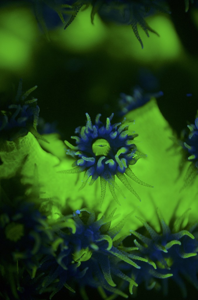 blog plongee photo bioluminescence