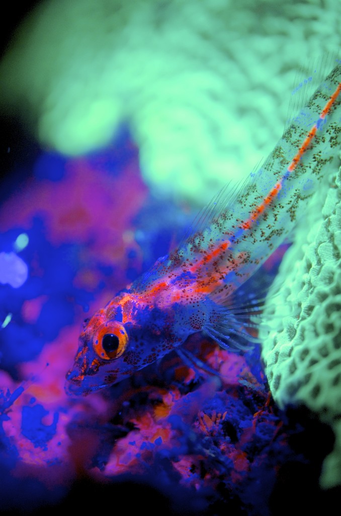 blog plongee photo bioluminescence