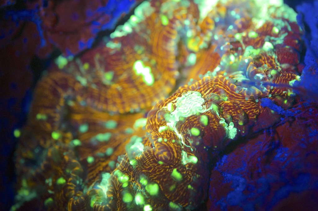 blog plongee photo bioluminescence