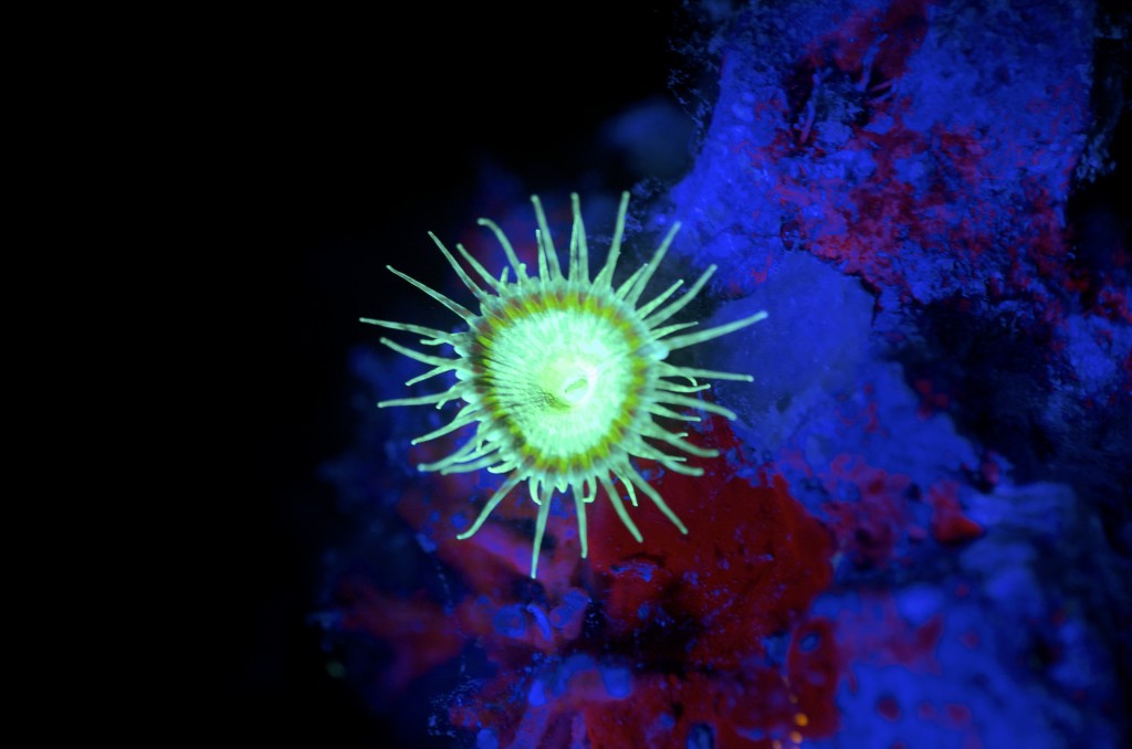 blog plongee photo bioluminescence