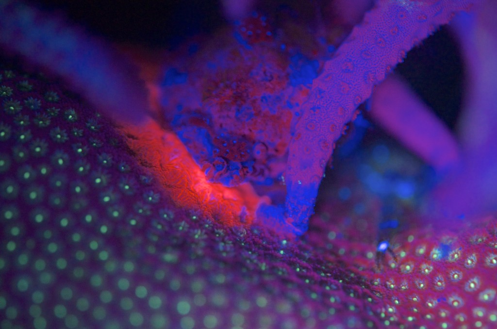 blog plongee photo bioluminescence