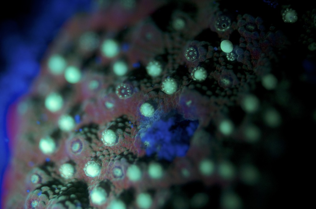 blog plongee photo bioluminescence