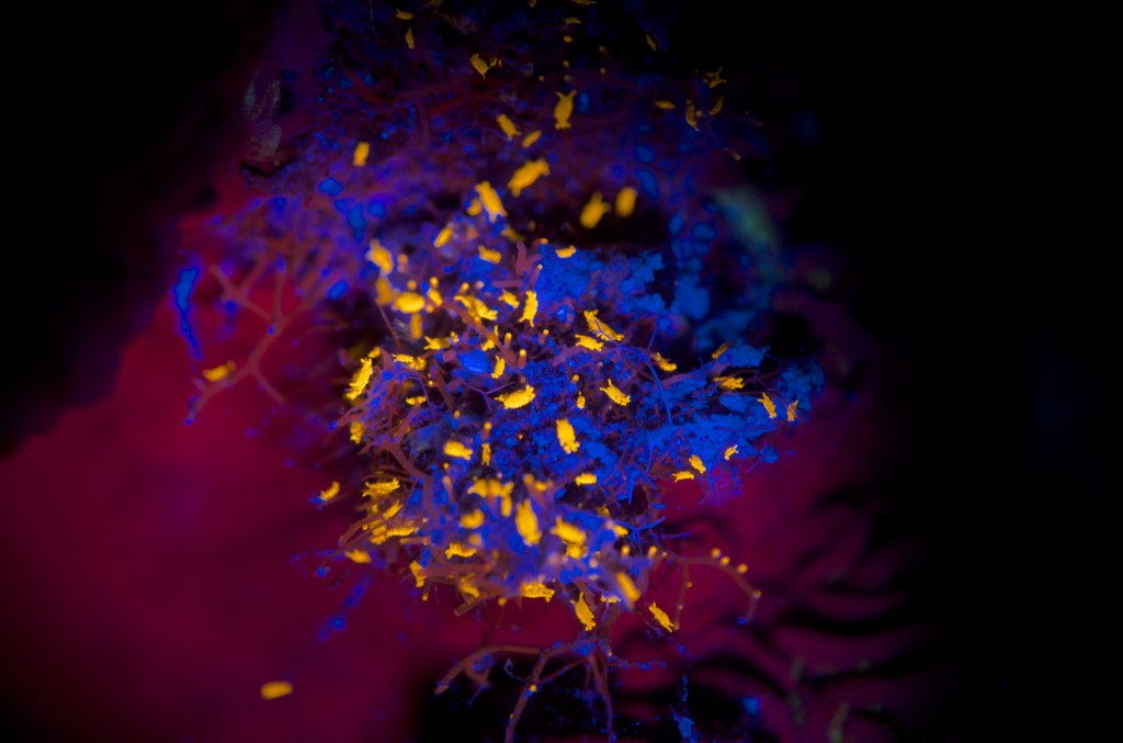 blog plongee photo bioluminescence