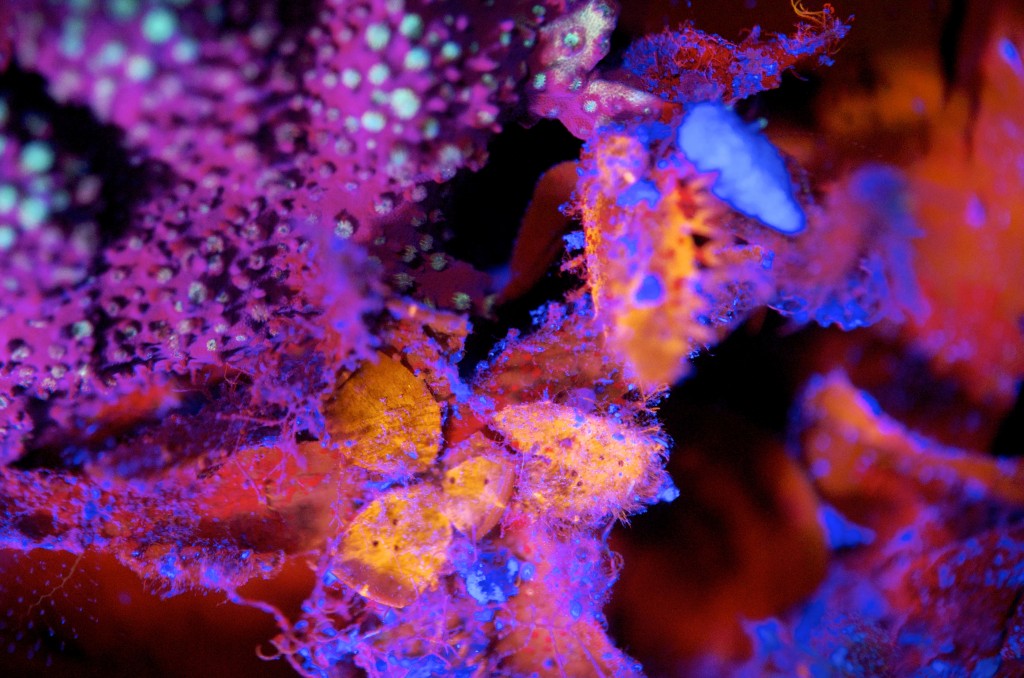 blog plongee photo bioluminescence