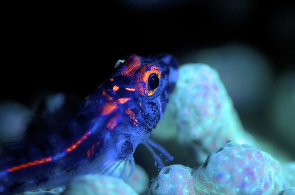 blog plongee photo Gobie Bioluminescente