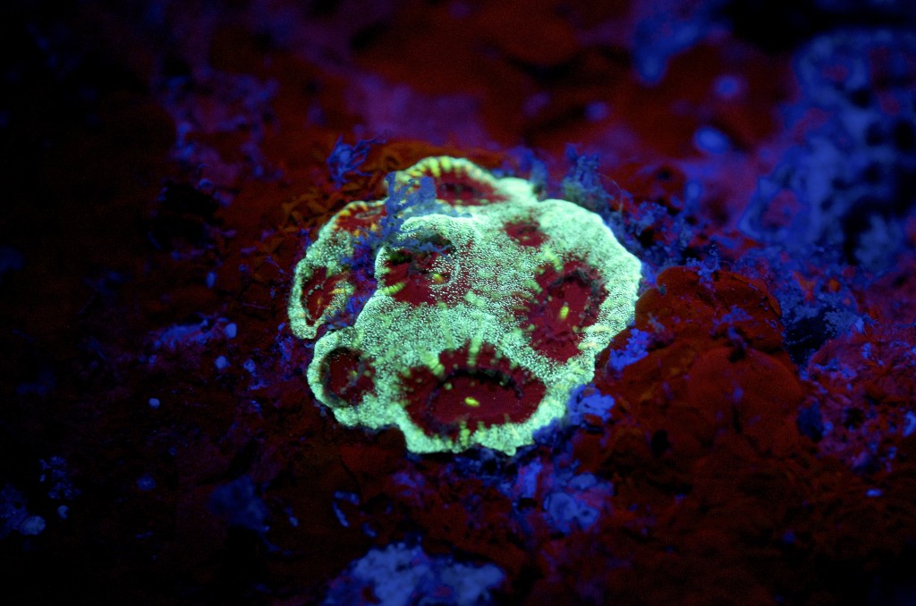 blog plongee photo bioluminscence corail