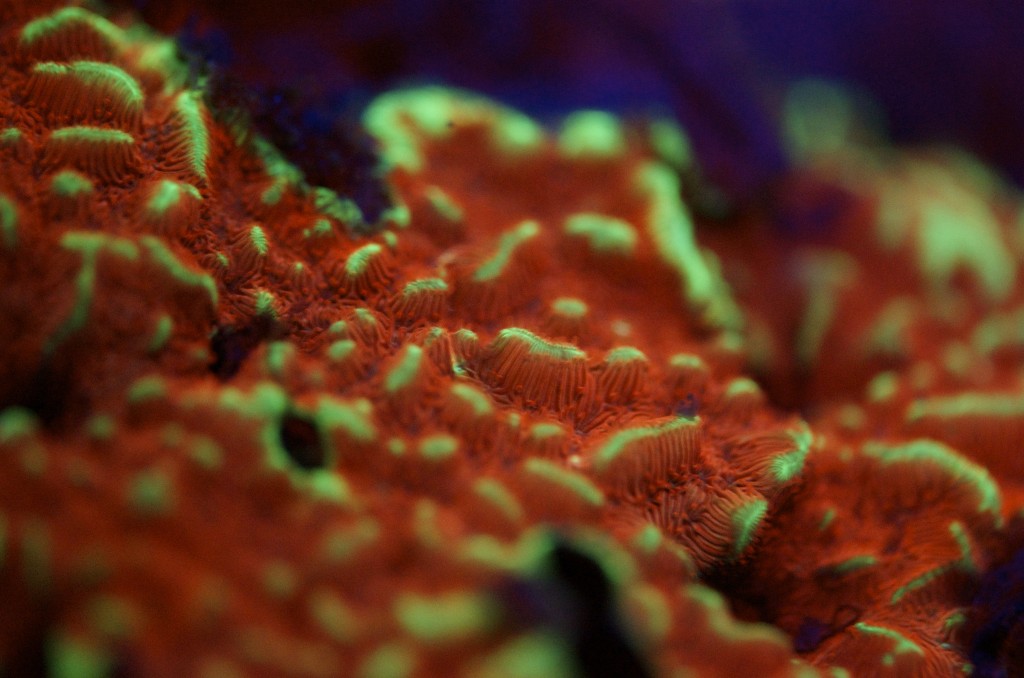 blog plongee photo bioluminescence