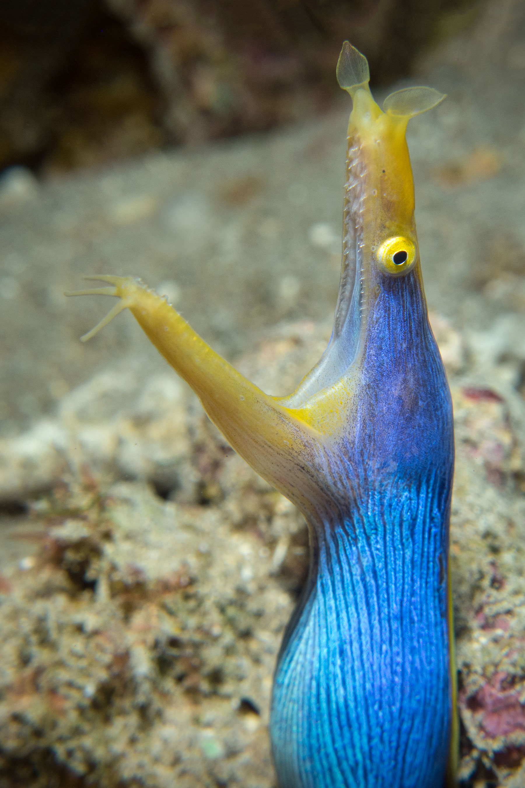 En route pour les Fidji