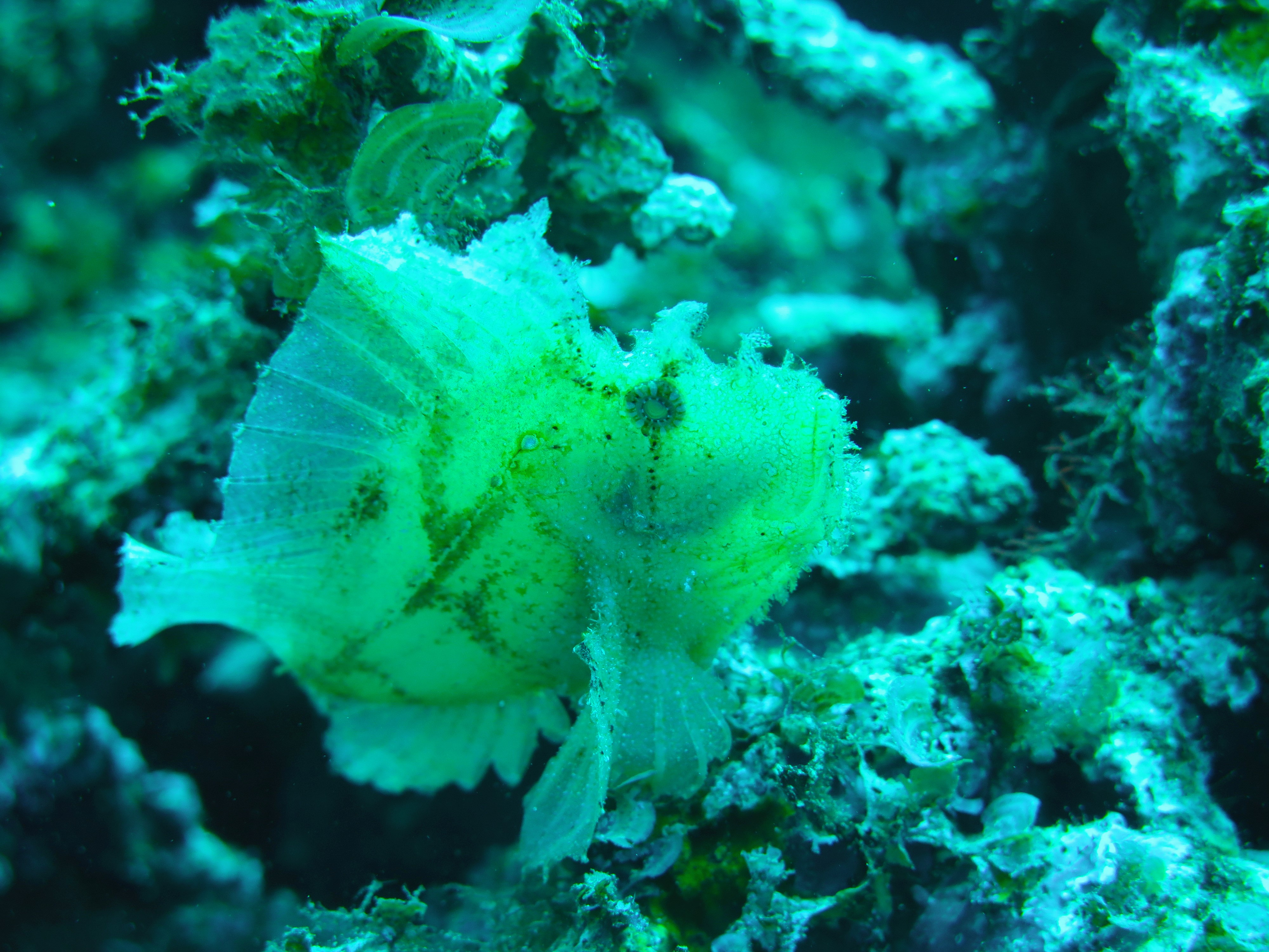 Un Paradis à Taveuni