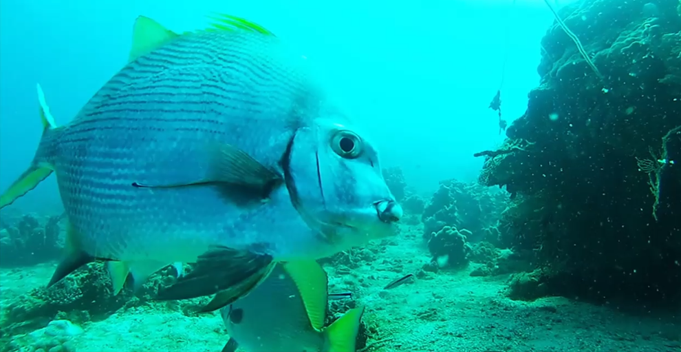 plongee_madagascar_nosy_be_tanikely