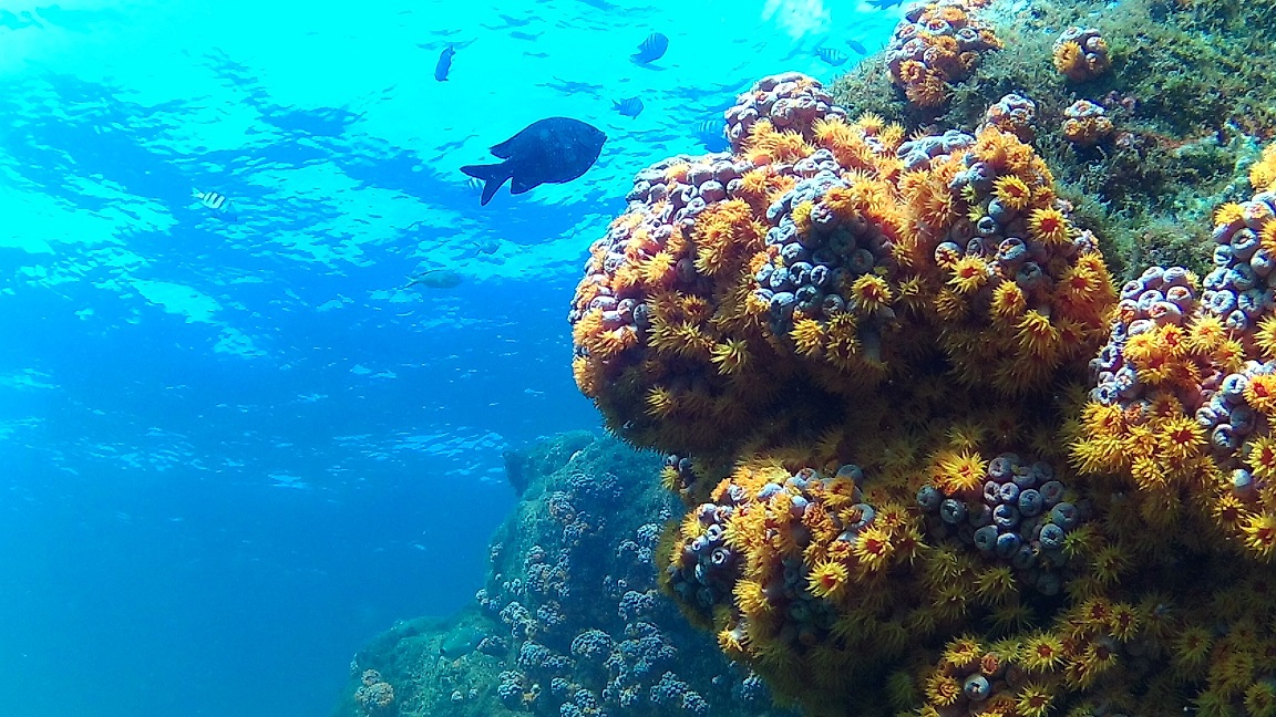 plongee_bresil_2016_sottomare_angra_dos_reis-4 plongee_bresil_2016_sottomare_angra_dos_reis-4