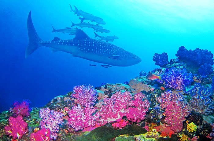 La plongée en Asie du sud est : conseils et destinations